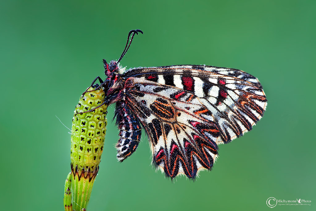 Zerynthia polyxena (Denis & Schifferm�ller 1775)