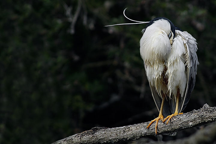 IL riposo della Nitticora