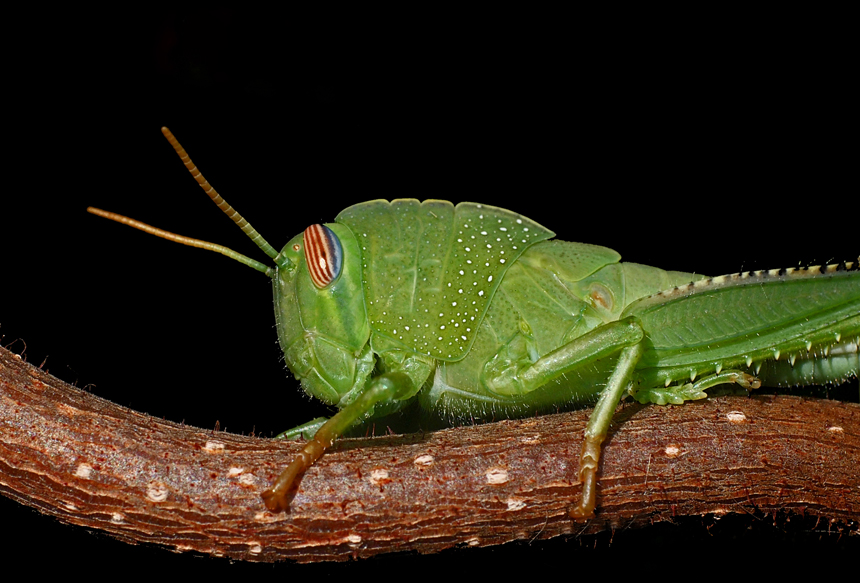 cavalletta su nocciolo contorto