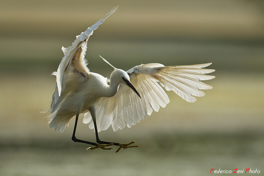Garzetta in posa aerea...