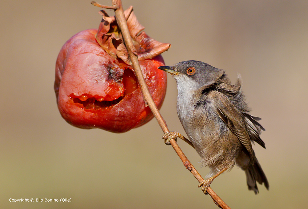 Occhiocotto (Sylvia melanocephala)