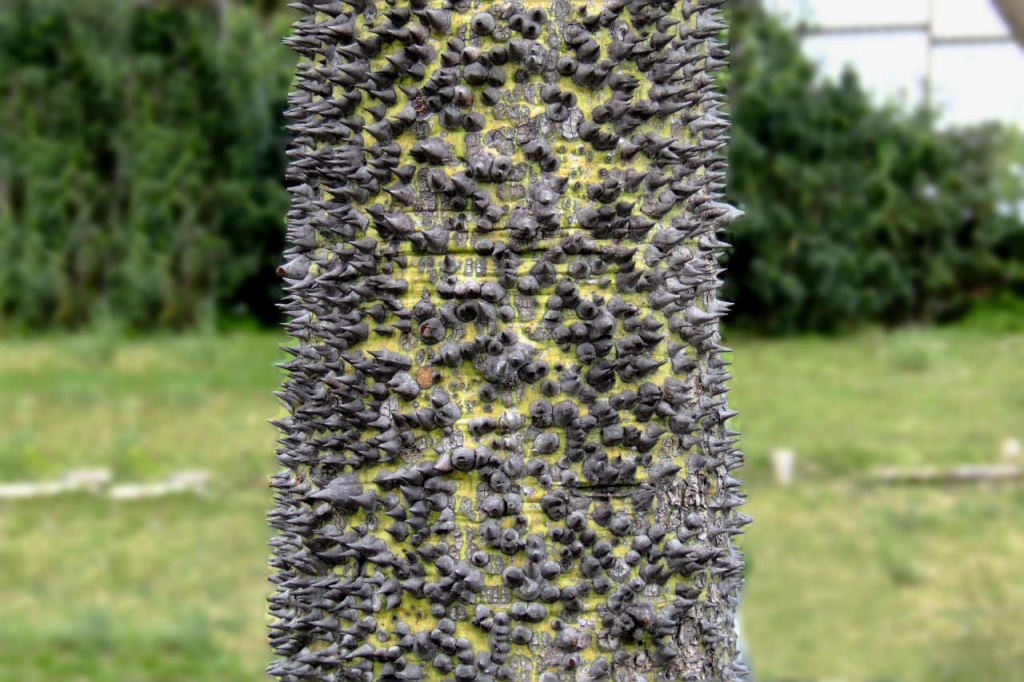 albero "strano" parco virgiliano Napoli