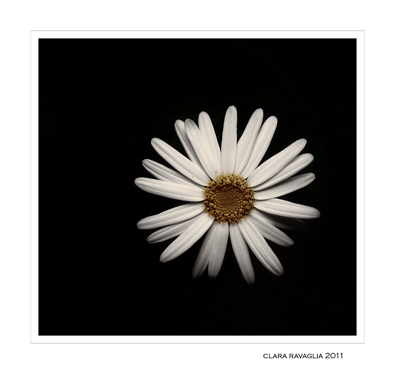 Un fiore...dal Maghreb