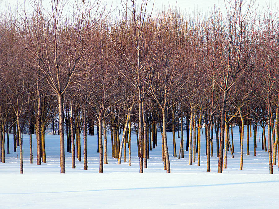 battaglione "At tenti"...