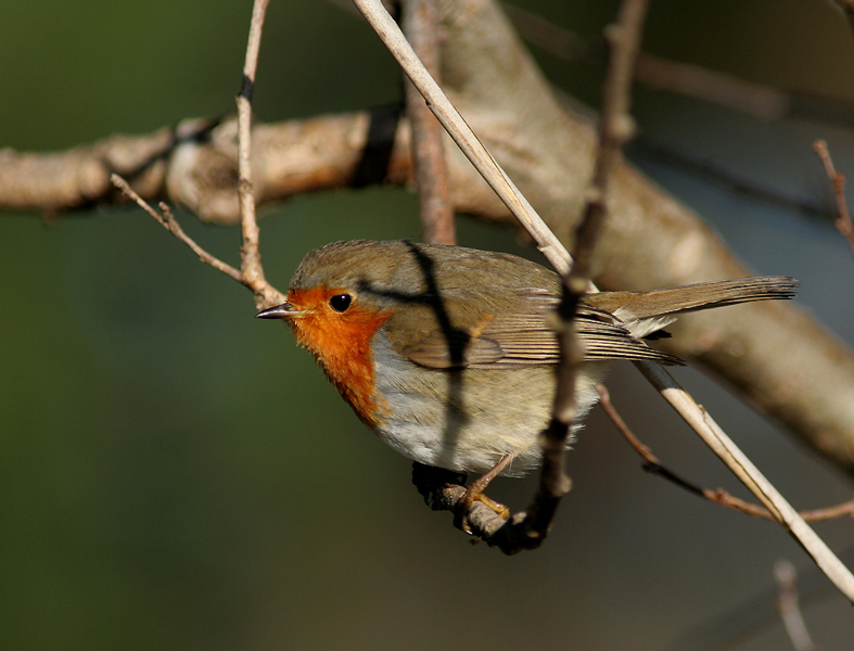 robin per fabio e marco