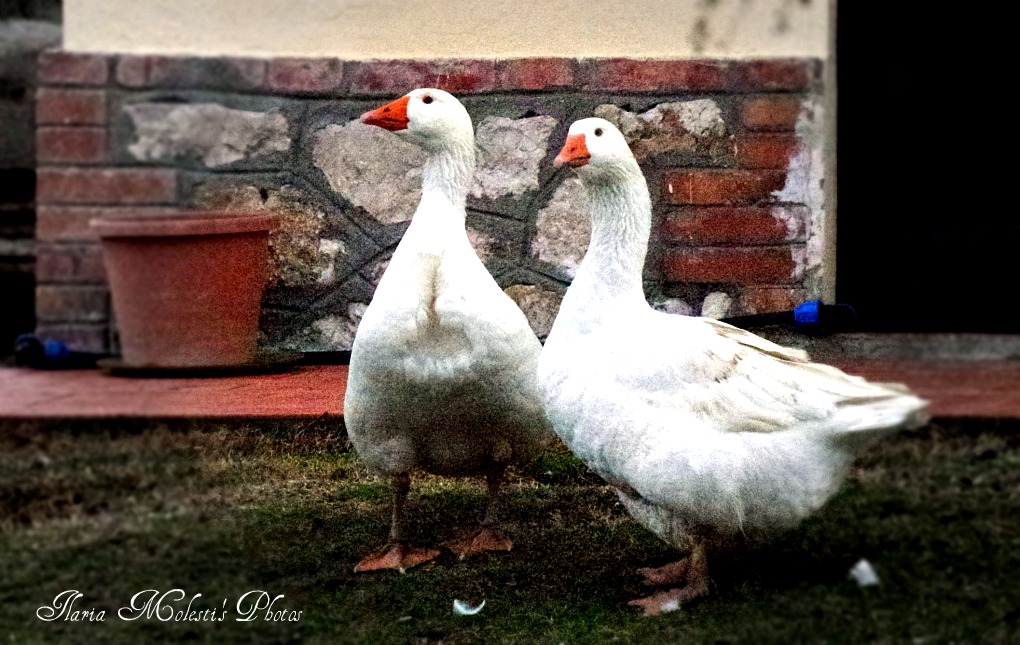 Guendalina e Adelina Blabla