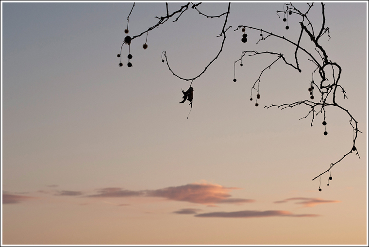 Da sotto un albero..verso sera