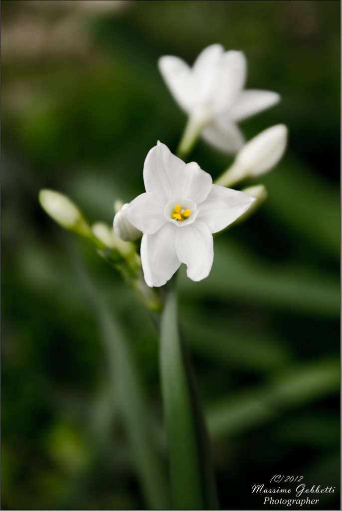Aspettando la primavera