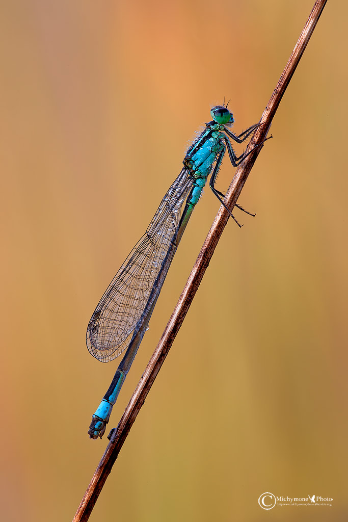 Ischnura elegans(Vander Linden, 1820)
