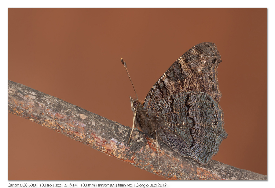 Su al NORD: 1� Macro 2012