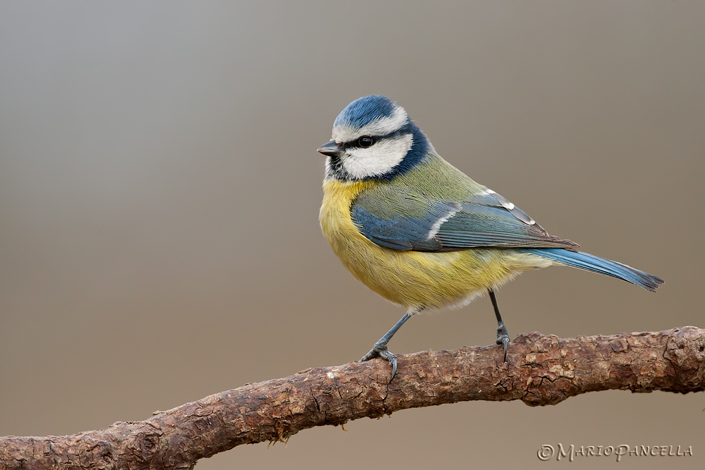 Cinciarella -Cyanistes caeruleus