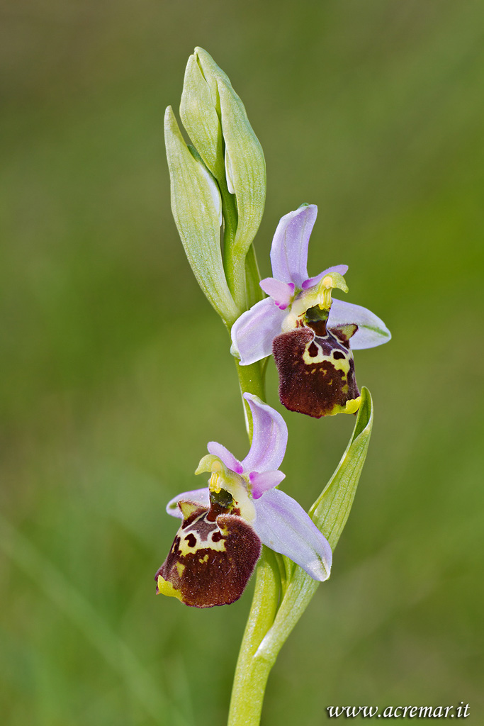 Ophrys dinarica .....