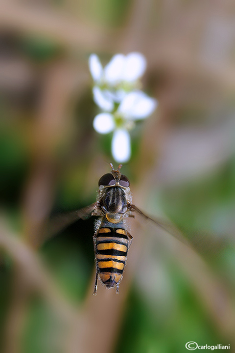 Siamo tornati...volando