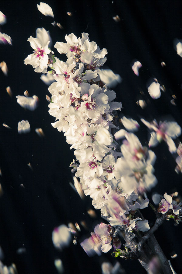 cadono i primi fiori