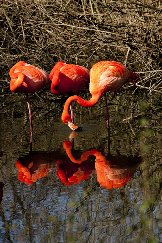 Fiore Drosera Filiformis