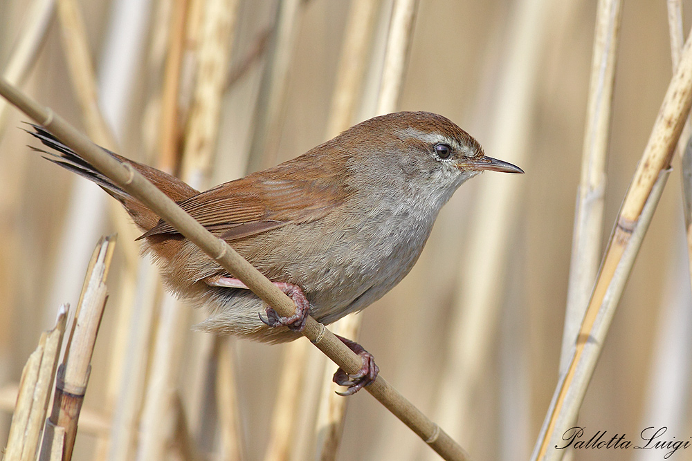 usignolo di fiume (Cettia cetti)