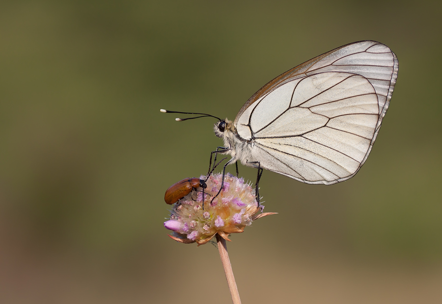 Aporia con coleottero
