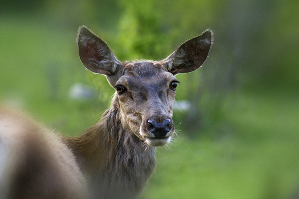 La biodiversit�, une dimension essentielle de la Vie...
