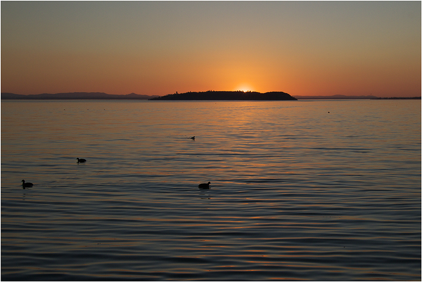 Tramonto con folaghe