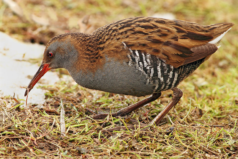 PORCIGLIONE AFFAMATO........