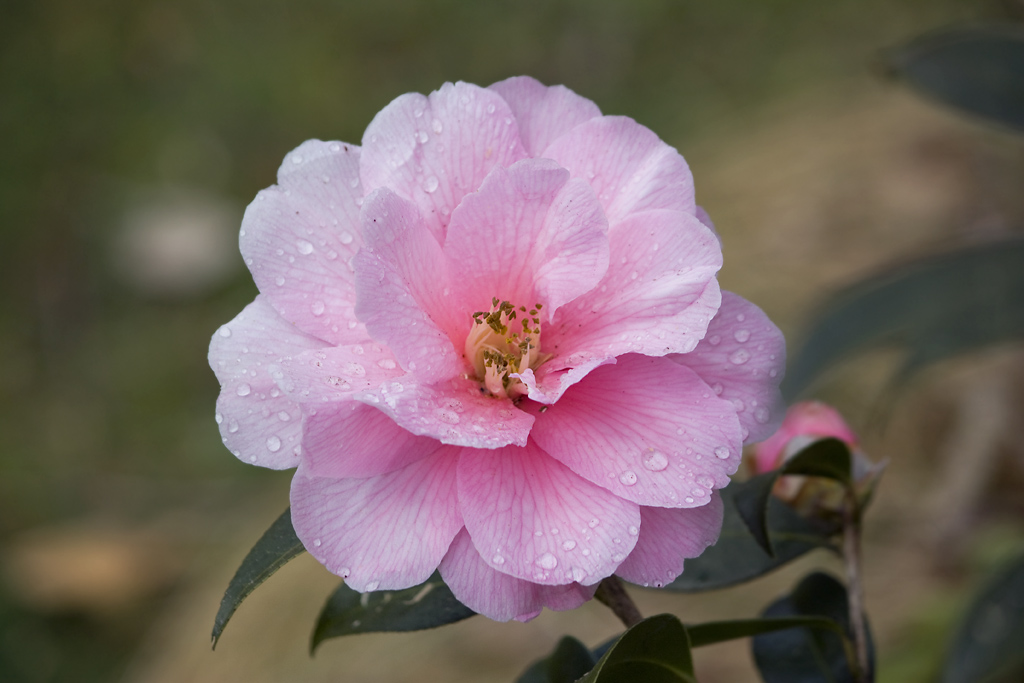 camelia rosa