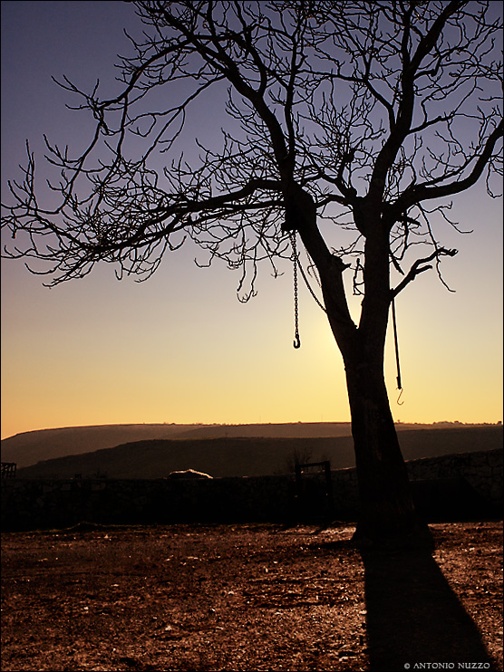 L'albero della morte!