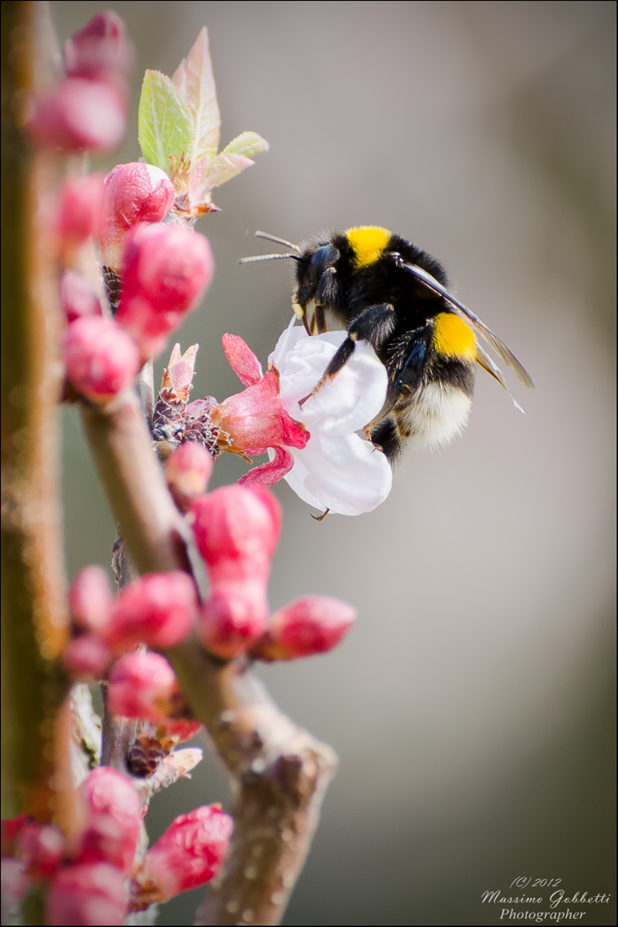 Primi fiori di mandorlo e primo polline da raccogliere
