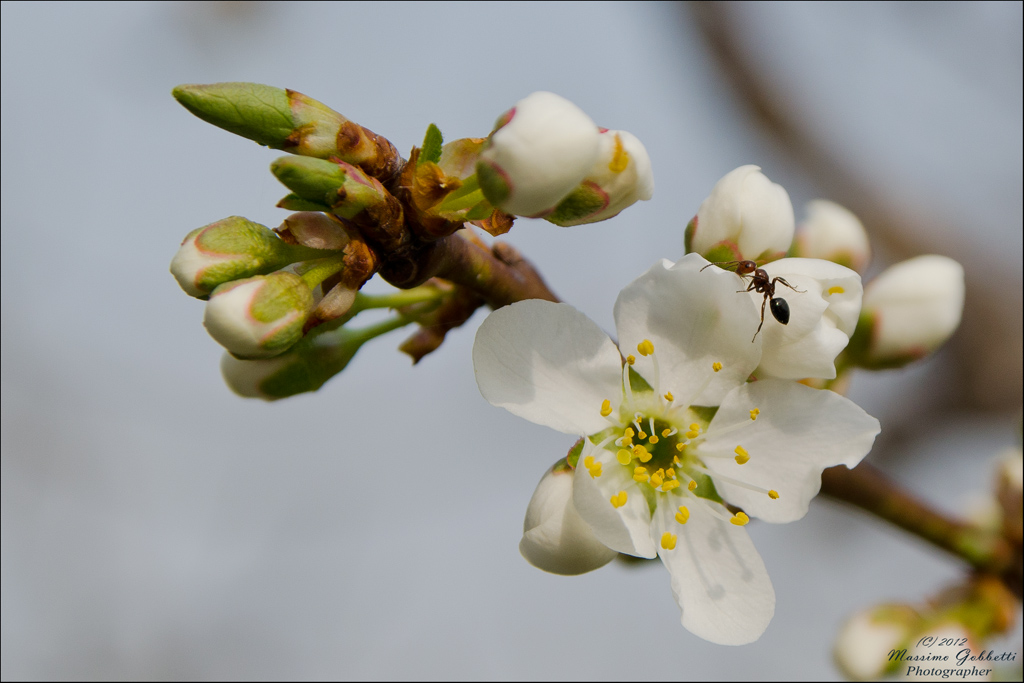 Fiori di prugna con simpatico ospite