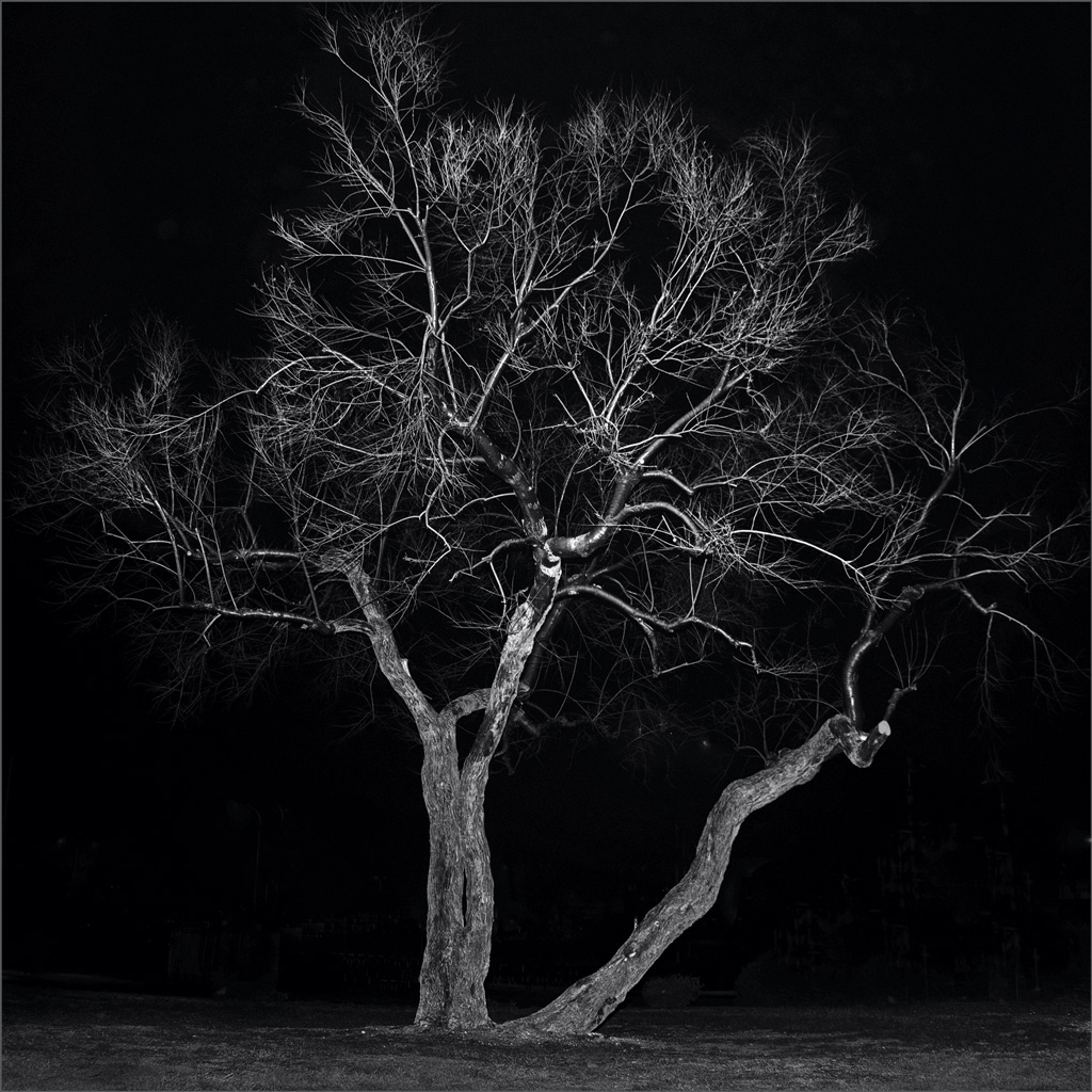 L' albero della frutta secca ......