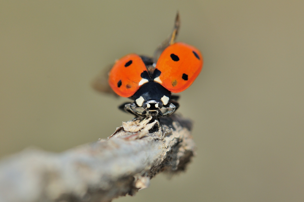 Coccinella