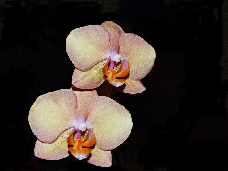 Orchidea