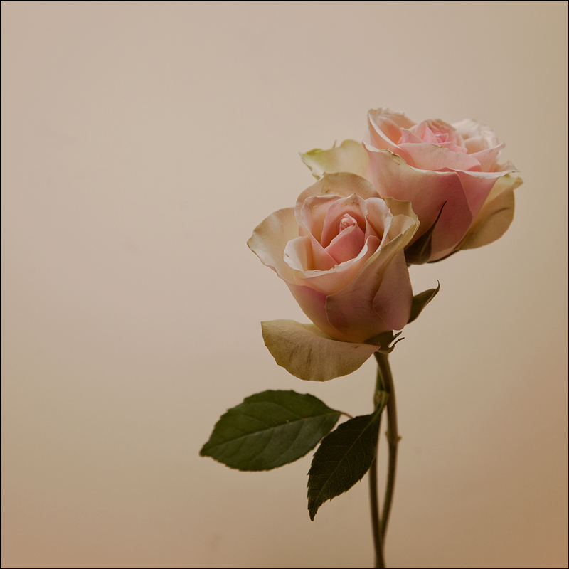 Love Songs (Contest n.60-Album Cover)