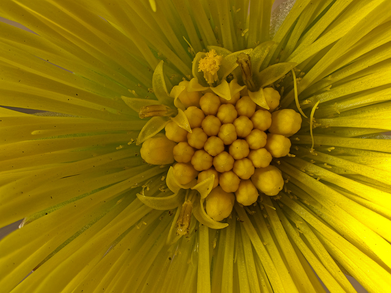 fiori ...nel fiore...