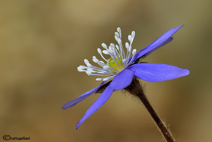 Hepatica nobilis