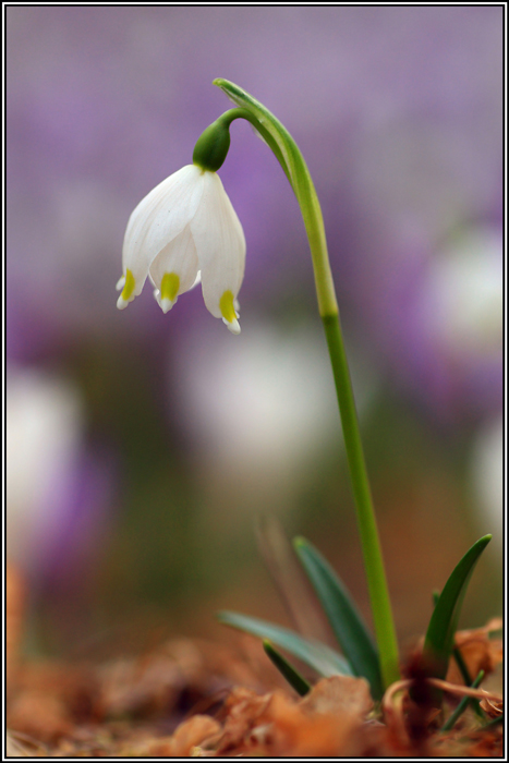 Campanellino in un mare di crocus
