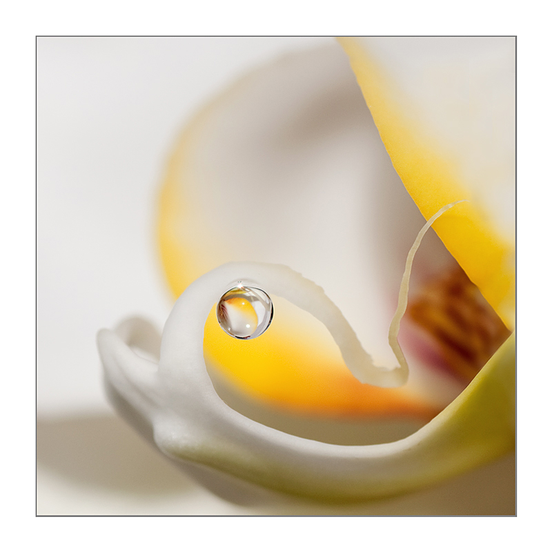 l'anima del fiore...