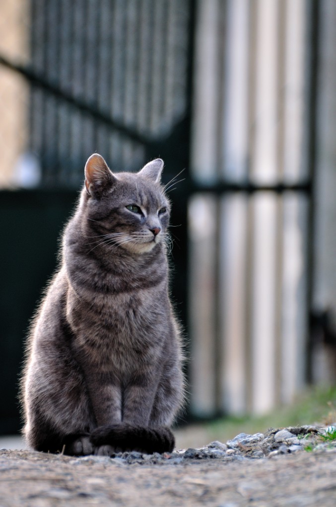 gattone all'ultimo sole