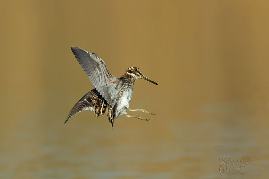 Frullino (Lymnocryptes minimum)