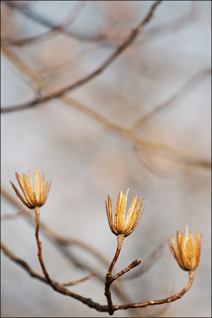 Tornando in quel bosco...
