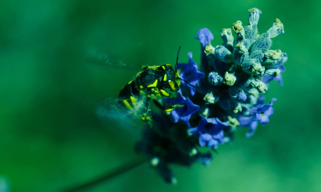 ape su fiore di lavanda