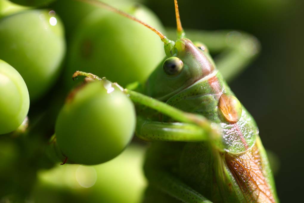 cavalletta su grappolo di uva!!