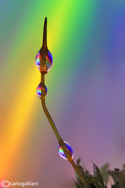 Altro muschio psichedelico