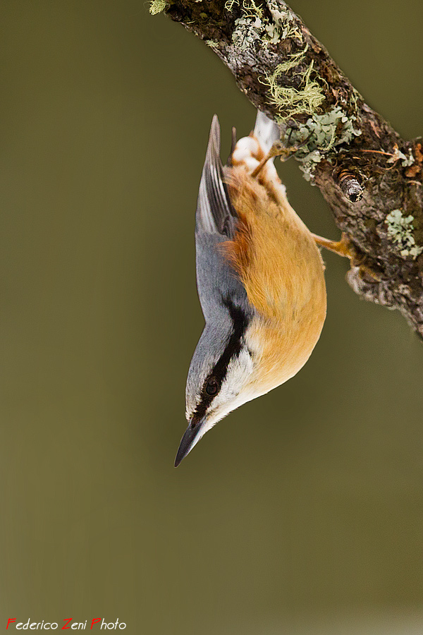 Picchio muratore verso il lancio...