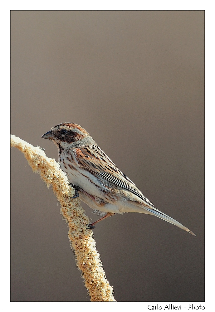 Migliarino di palude