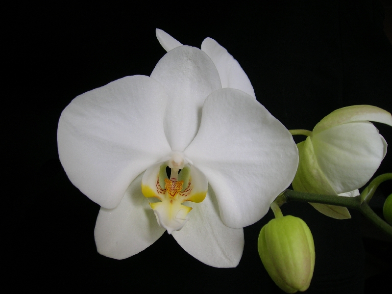 Phalenopsis