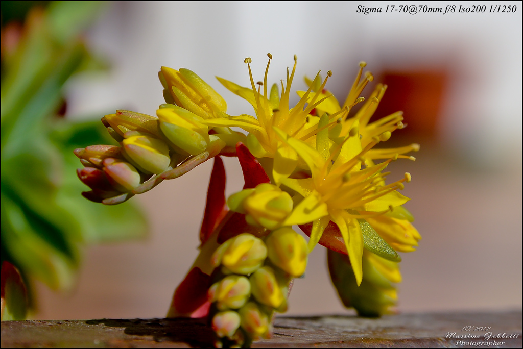 fiore di pianta grassa