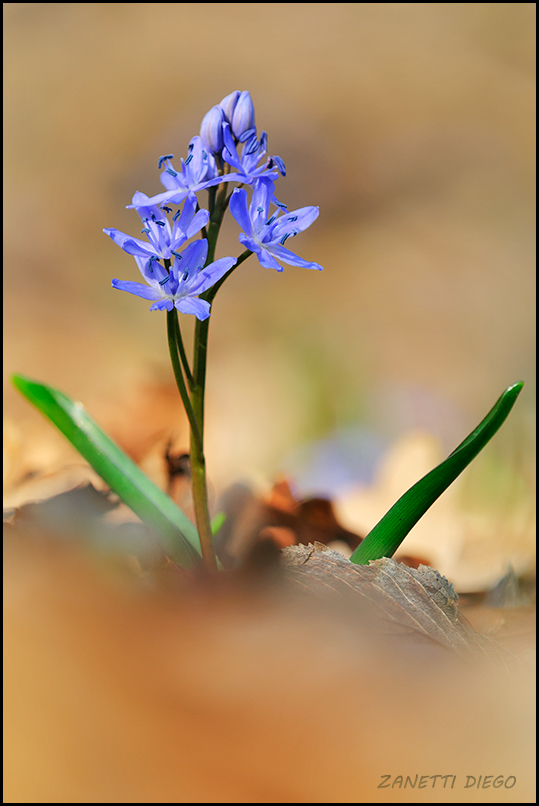 Scilla bifolia