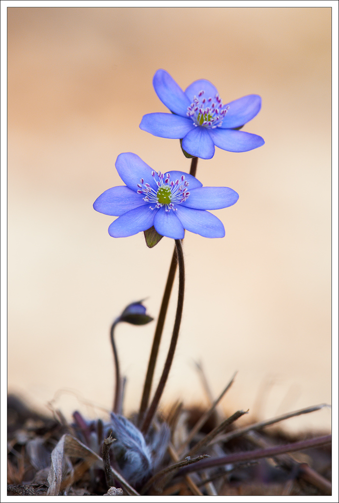 Hepatica Nobilis