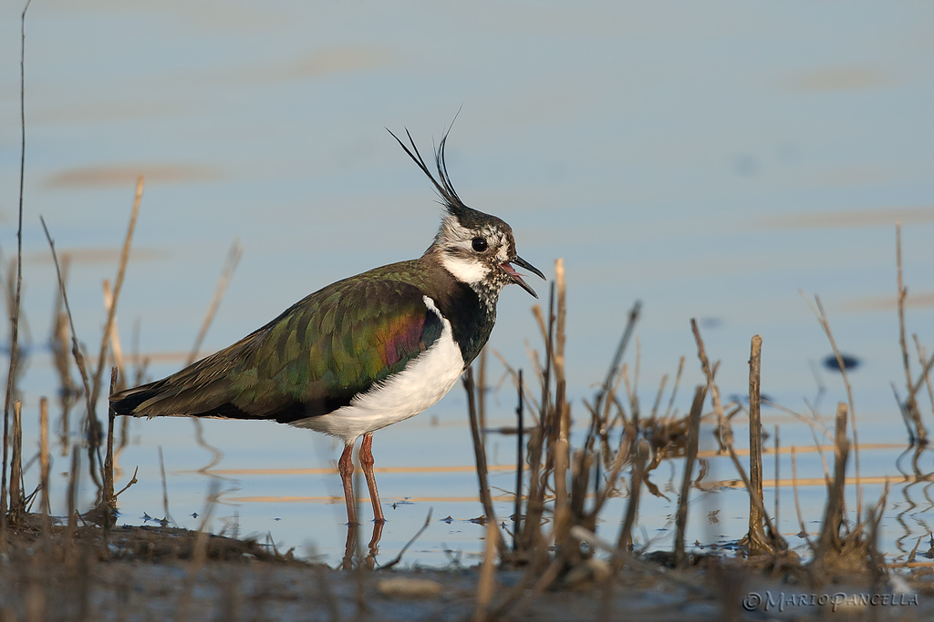 Pavoncella(Vanellus vanellus)