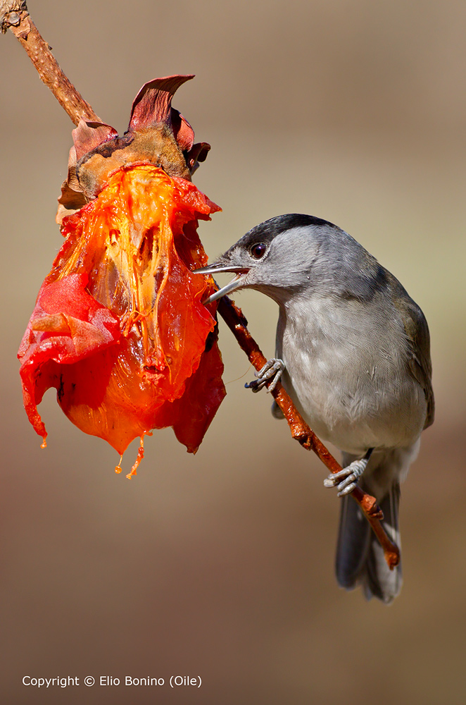 Capinera (Sylvia atricapilla) -Maschio